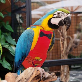 XQIGI Bird Diaper Washable Parrot Diapers Reusable Bird Flight Suit Nappies Protective Breathable Parrot Nappy Clothes for Parakeet Macaw Budgie Canary Budgie Cockatiel(Red, Large)