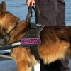 uuKen Service Dog Patch Pink 6x2 inches Hook Back K9