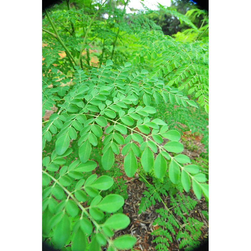 Uses 100% Moringa Leaf from Kumamoto Prefecture. 3.5 oz (100