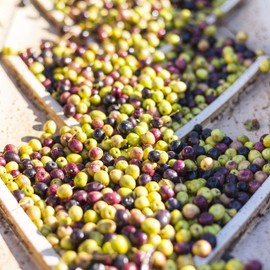 Calivirgin Bountiful Basil & Guilty Garlic Flavor-Crushed Olive Oils - 100% Natural Fresh Flavor, No Additives or Preservatives - Organically and Sustainably Grown in California (8.45 Fl.Oz. Each)