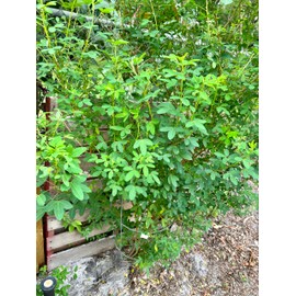 Salvadorean Chipilin Plant Seeds, 10 Count, Dark Brown Pods for Growing