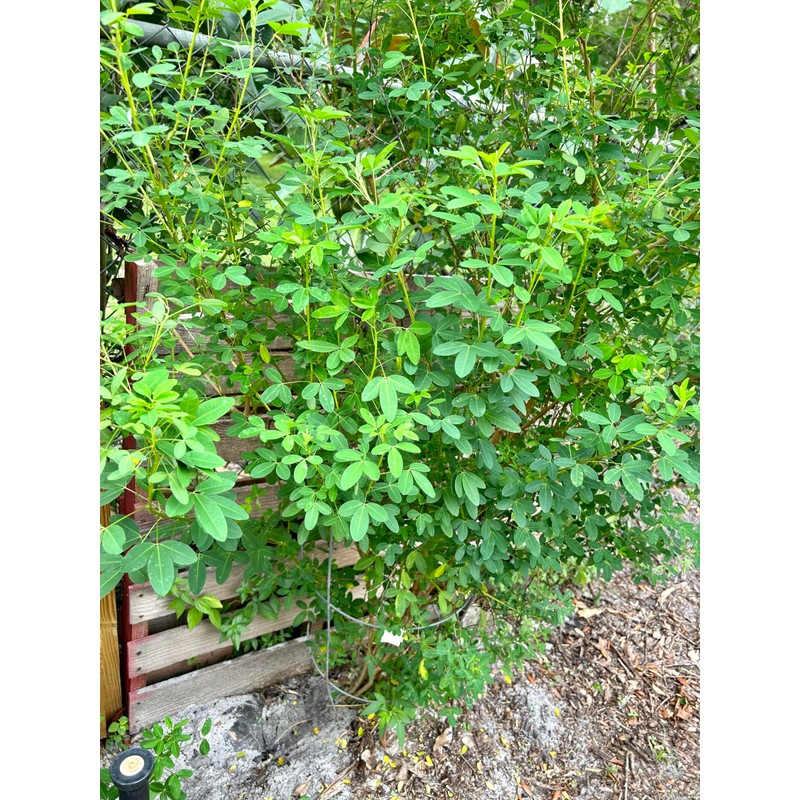 Salvadorean Chipilin Plant Seeds, 10 Count, Dark Brown Pods for