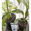 Nature Plants Clean and Rejuvenate Just by Gaining Your House