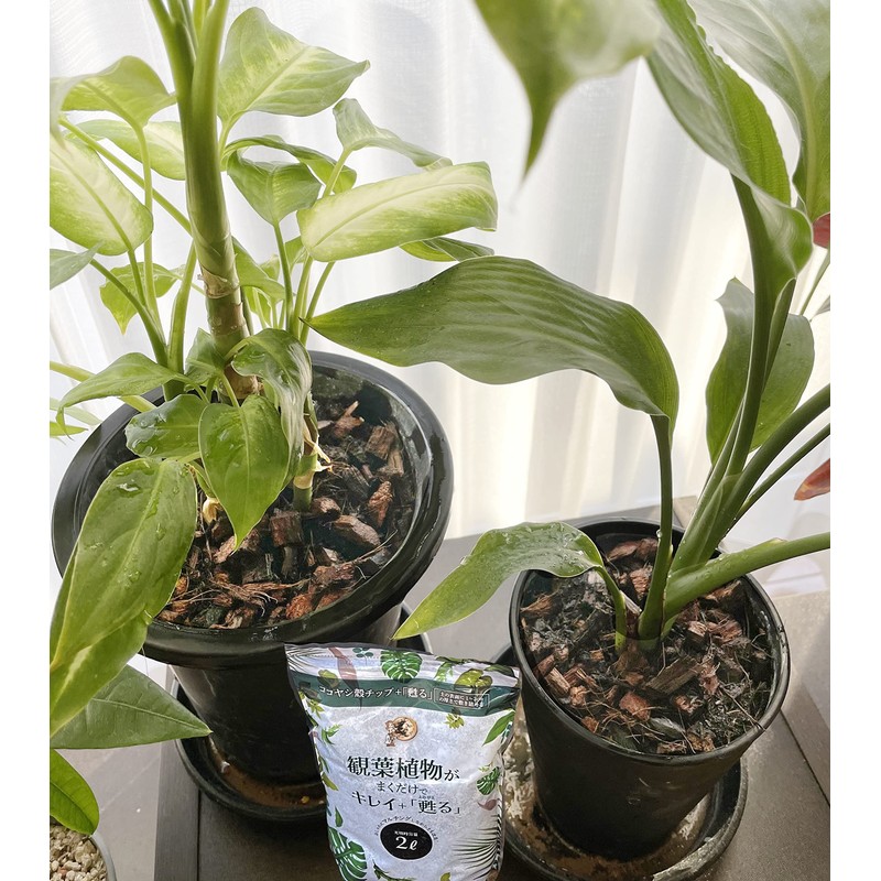 Nature Plants Clean and Rejuvenate Just by Gaining Your House