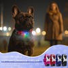 Luminous Dog Collar Adjustable Soft Cotton Dog Collar for Dogs
