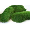 SuperMoss (21539) Mood Moss Preserved, 200 Cubic Inch Bag (Appx.