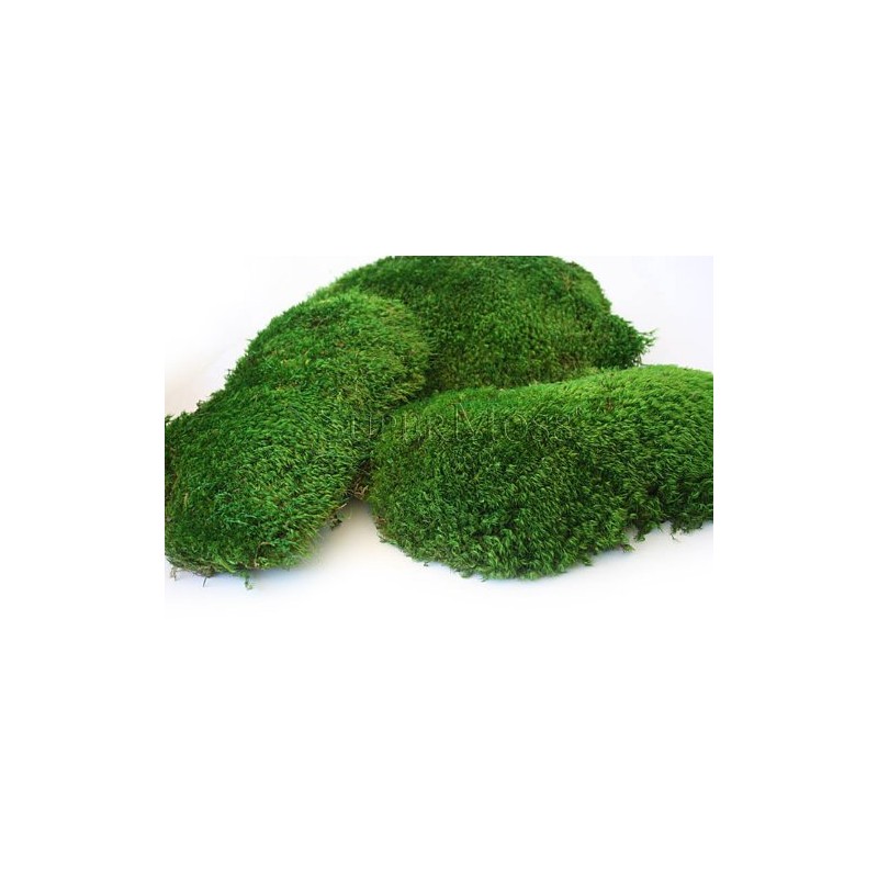 SuperMoss (21539) Mood Moss Preserved, 200 Cubic Inch Bag (Appx.