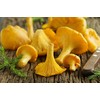RAISE ME UP: Chanterelle Mushrooms Spores Non GMO Heirloom 100