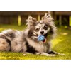 Midlee Mini 1.5" Dog Squeaky Tennis Balls- Set of 6