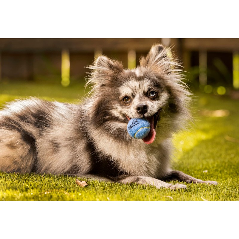 Midlee Mini 1.5" Dog Squeaky Tennis Balls- Set of 6