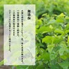 Kyono Kowori Legend (Mulberry Leaf Powder Tea, Green Soup) 30