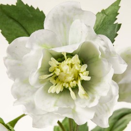 Tokyodo FM008151-023 Artificial Flowers MAGIQ Ruffle Christmas Rose, White Green, Flower Diameter 1.8 - 2.8 x 10.6 inches (4.5 - 7 x 27 cm)
