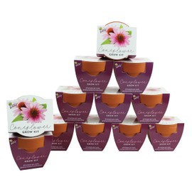 BUZZY Seeds Terracotta Mini Grow Pots | Herb, Plant, Flower Starter Kit for Kids & Adults | Coneflower 12-Pack, Classic Collection | Guaranteed to Grow | Best Indoor-Outdoor Gardening Gift