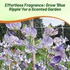 Outsidepride Bicolor Blue Ripple Sweet Pea Seeds - 100 Pcs
