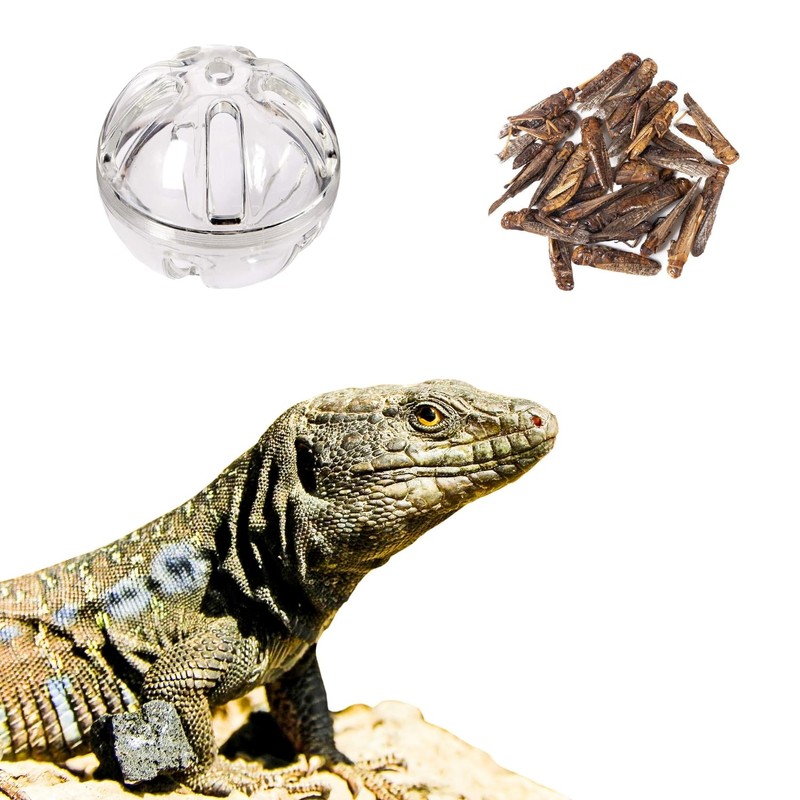 SEZDEKI Bearded Dragon Feeder Toy - Reptile Foraging Ball Lizard
