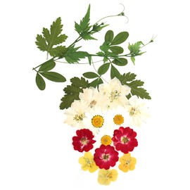Buzidao Real Natural Pressed Flowers, Dried Pressed Flowers for Epoxy Resin Mold, Paper Making, Art Frame, Nail Art, Candle Making, DIY Craft Supplies Beginner Kits