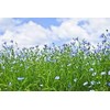 Pureflax Pureflax 500ml 100% Flaxseed Oil Natural UK Grown and