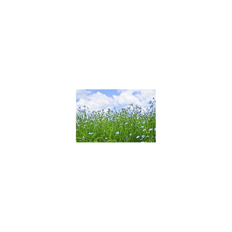 Pureflax Pureflax 500ml 100% Flaxseed Oil Natural UK Grown and