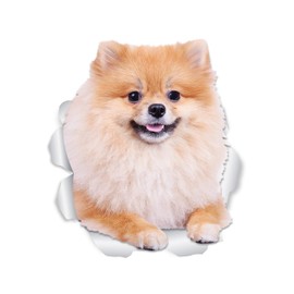 Winston & Bear Puffy Pomeranian Dog Wall Decals - 2 Pack - German Spitz 3D Sticker Decals for Walls, Cars, Toilet and More - Retail Packaged Pomeranian Gifts