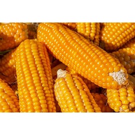 Organic Fresh Corn Cobs by RawJoy Farms