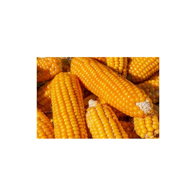 Organic Fresh Corn Cobs by RawJoy Farms