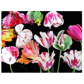 Black Parrot Tulip – 5 Bulbs – Dramatic Dark Purple-Black Blooms – Unique Fringed Petals – Large Flowering Perennial Tulips for Spring Gardens – Easy to Grow & Hardy