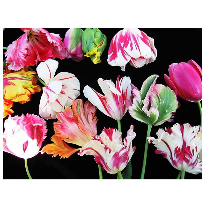 Black Parrot Tulip – 5 Bulbs – Dramatic Dark Purple-Black