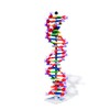 Molymod DNA Double Helix Model, 22 Segments, miniDNA Kit