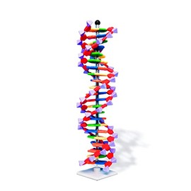 Molymod DNA Double Helix Model, 22 Segments, miniDNA Kit