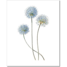 Blue Flower Wall Art - 11x14 - Vintage Floral Wall Decor - Botanical Prints - Unframed