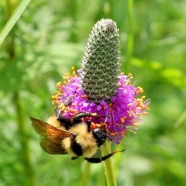 Little Seed Store 501+PURPLE PRAIRIE CLOVER Seeds Wildflower Nitrogen Fixing Drought Heat Cold