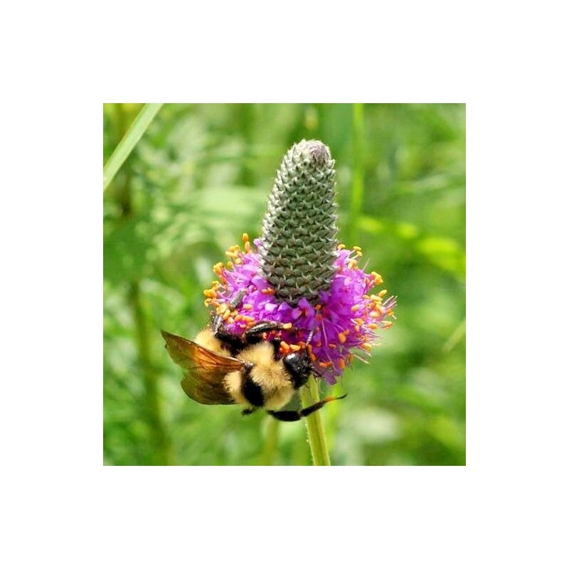 Little Seed Store 501+PURPLE PRAIRIE CLOVER Seeds Wildflower Nitrogen Fixing