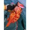 Metal Jig Sardine 40g 78mm 3D Red Eye Hologram Body