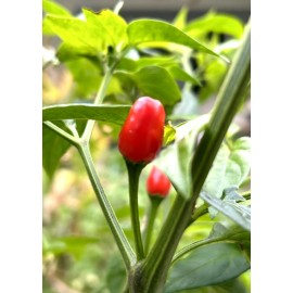 Home-Growth Hot Chile Pequin Chili Pepper - 25 Seeds 2024 - USA