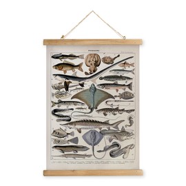 XIAOAIKA Vintage Fish Species Poster - Educational Oceanic Life Chart with Wooden Scroll Frame - Classic Nautical Wall Hanging Decor for Home, Office, or Classroom 20 x 30 Inches