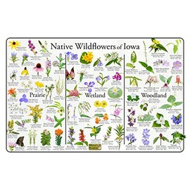 Where's Wildlife Native Wildflowers of Iowa Poster - Flower Chart Divided into Prairie, Wetland, and Woodland Flowers (12" x 18")