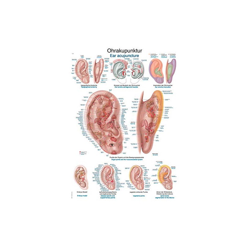 Erler Zimmer Anatomical Chart Ear Acupuncture Teaching Aid 2 Sizes
