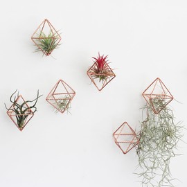 libproqia 6 Pack Rose Gold Metal Air Plant Holders - 2.36" Geometric Himmeli Decor, Pink Twisted Iron Wire Tillandsia Stands, Tabletop Display Hangers for Air Ferns, Home Office Gift Set