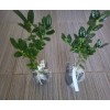 Tree 2 Foster Holly Trees/Shrubs - Live Plants - 6-12"
