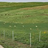 Zoiut 25 Pack Electric Fence Posts,48 Inch/4FT Step-in Plastic Posts