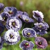 Poppy Shirley Amazing Grey - 15 Seeds - Papaver Rhoeas