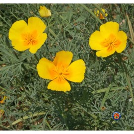 The Gardening World 500 California Poppy Flower Seeds Golden West Eschscholzia Californica
