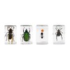 Celestron - 3D Bug Specimen Kit #5 - Observe Insects