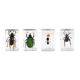 Celestron - 3D Bug Specimen Kit #5 - Observe Insects - Ideal Accessory for Any Celestron Digital Microscope (44425)