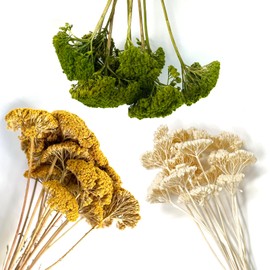 Yarrow / Achillea Green Coloured | Approx. 10 umbels | Large Heads for Scales 1:50 to 1:500 | Architecture | Model Making Crafts Dioramas Parker Trees Shrubs Landscape Forests