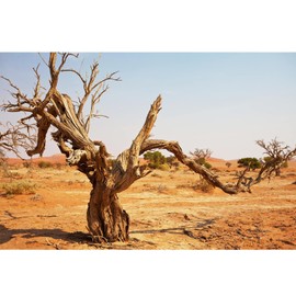 Riivvdise Reptile Tank Background Orange Desert Landscape Terrarium Background Dead Tree Hot Barren Desert Aquarium Background Desert Tank Wallpeper 30x12in