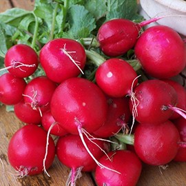 300 Champion Radish Seeds Heirloom Non GMO Garden Vegetable Bulk