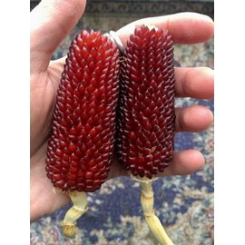 Seeds4planting - Seeds Strawberry Corn Heirloom Vegetable Non GMO for Planting