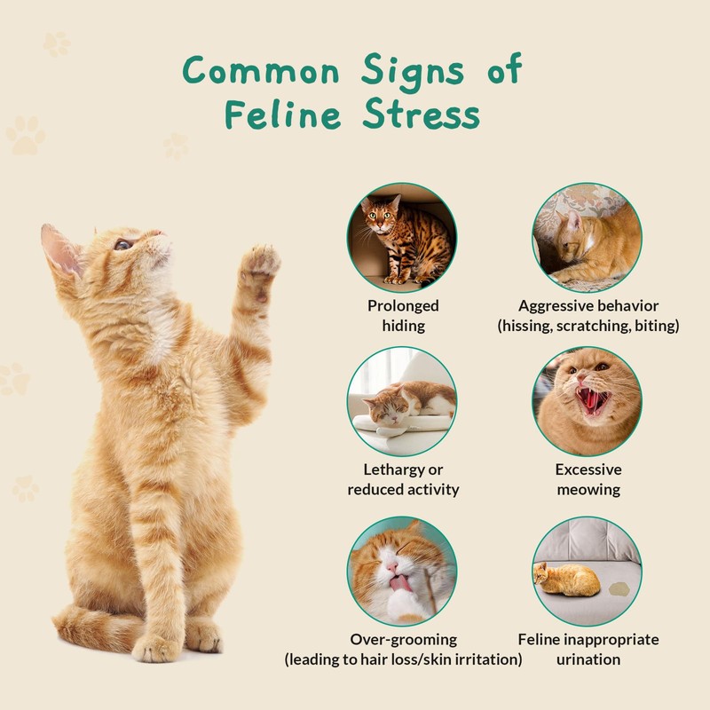 Pawith Cat Calming Diffuser – for Travel, Car & Home