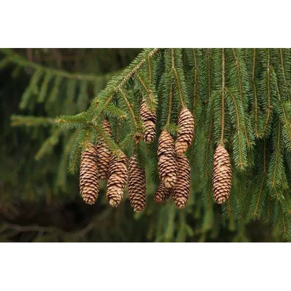 Norway Spruce Tree Seeds - 50 Seeds -Beautiful Evergreen Tree